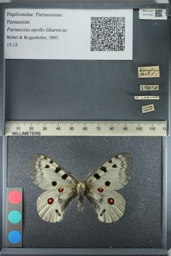 Media type: image;   Entomology 175181
